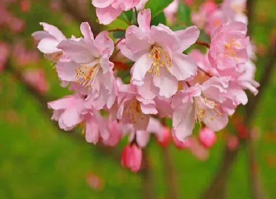 开花时间|垂丝海棠一年开几次花