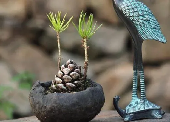 植物种类|黑松是国家保护植物吗