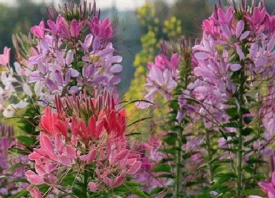 植物播种|醉蝶花什么时候播种 合适播种时间