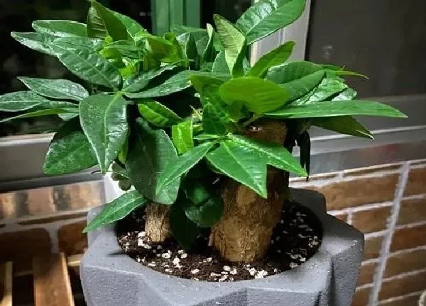 植物浇水|小发财树多长时间浇一次水