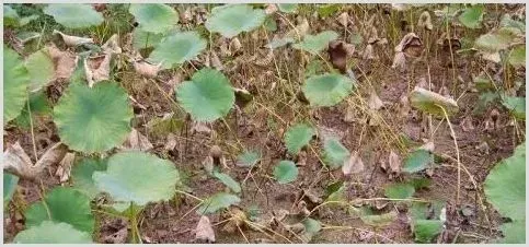 莲藕腐烂病的为害特征及防治 | 种植技术