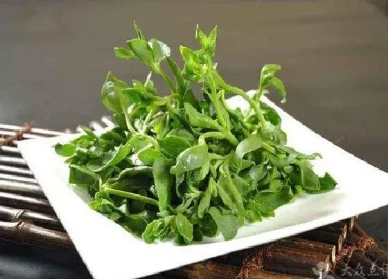 种植管理|冰菜适合什么季节种