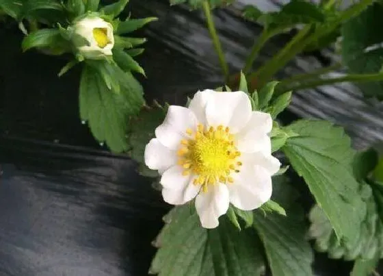 颜色花|草莓花是什么颜色的