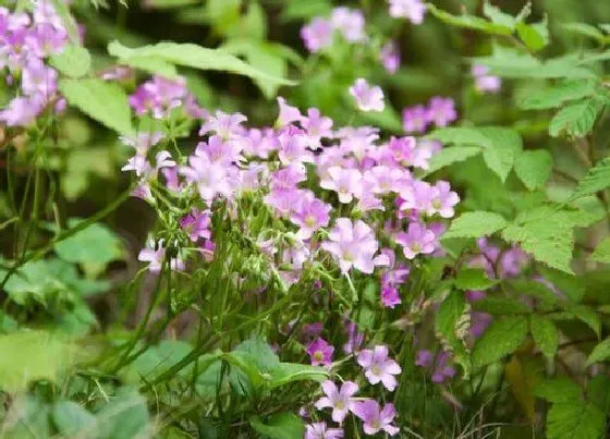 植物修剪|酢浆草开花后怎么修剪