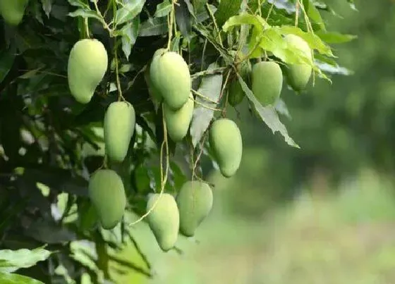 食用须知|芒果没熟透可以吃吗