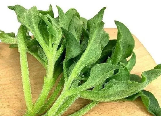 种植管理|冰菜适合什么季节种