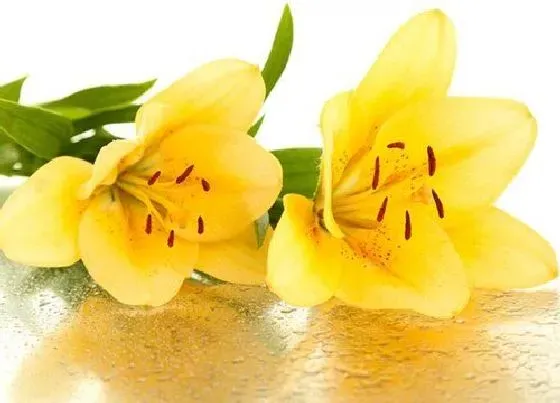 花语|黄百合花的花语和寓意