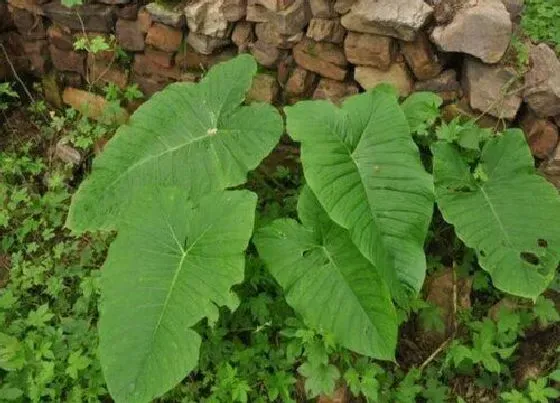 功效常识|独角莲的功效与作用