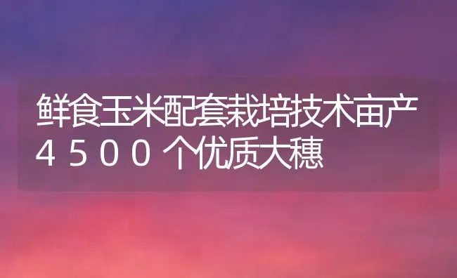 鲜食玉米配套栽培技术亩产4500个优质大穗 | 粮油作物种植