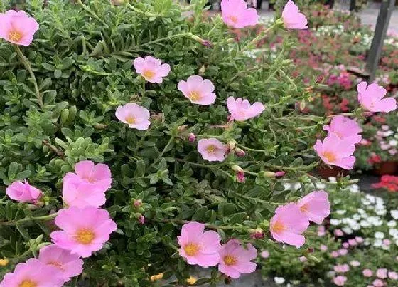 植物百科|和太阳花很像的植物