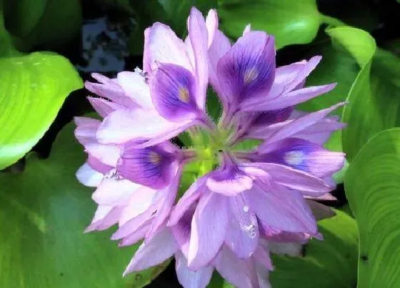 植物百科|水葫芦是什么类植物门（凤眼莲属于草本水生植物）