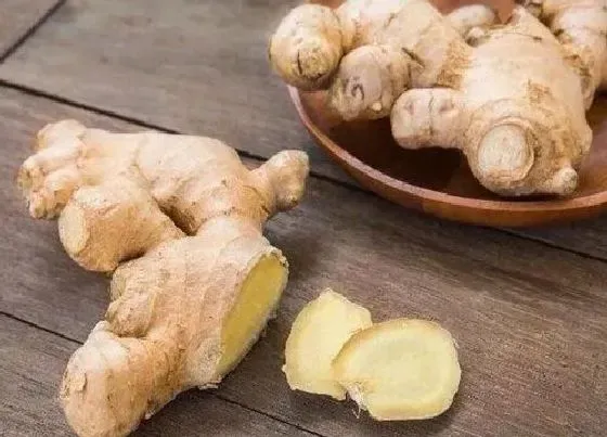 植物价格|2022年生姜行情有望回转吗（生姜价格预测会上涨吗）