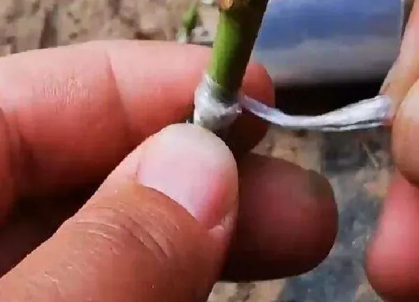 植物发芽|桃树芽接最佳时间和技术方法