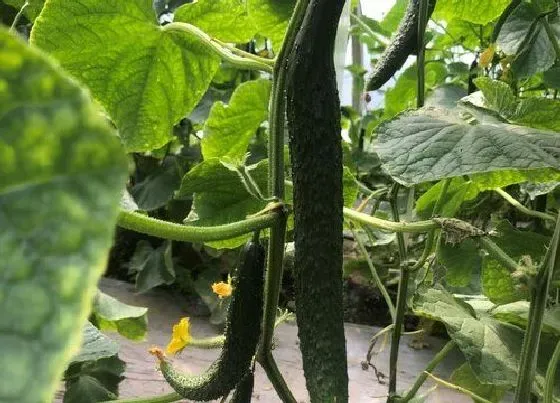 种植管理|黄瓜的生长周期是多长时间