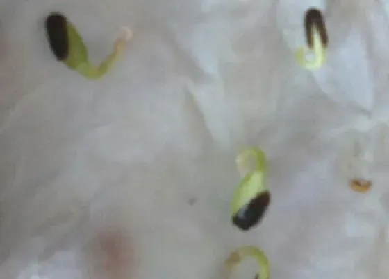 植物播种|南瓜种子怎么种植