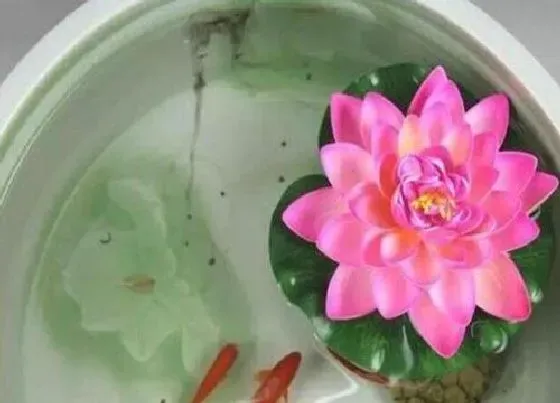 摆放常识|室内养什么花最好旺财又好养 家里种花风水好招财进宝