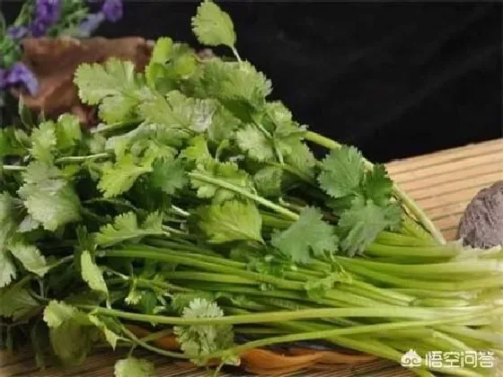 种植管理|冬季种植香菜时间和方法，掌握这4个步骤种出高品质香菜）