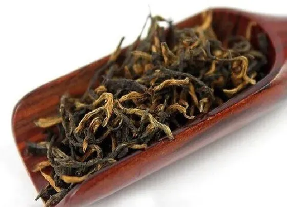 植物产地|红茶哪里产的最好