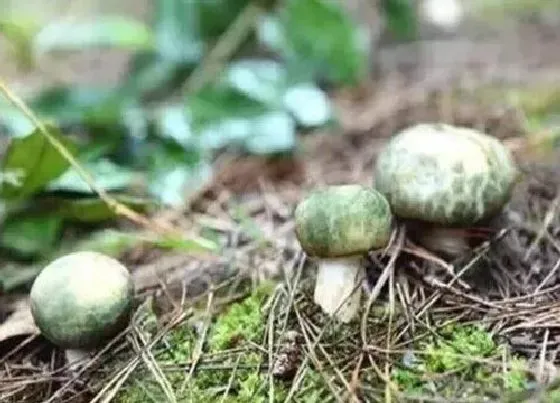 植物百科|青头菌生长在什么地方