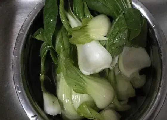 营养价值|油菜和什么不能一起吃