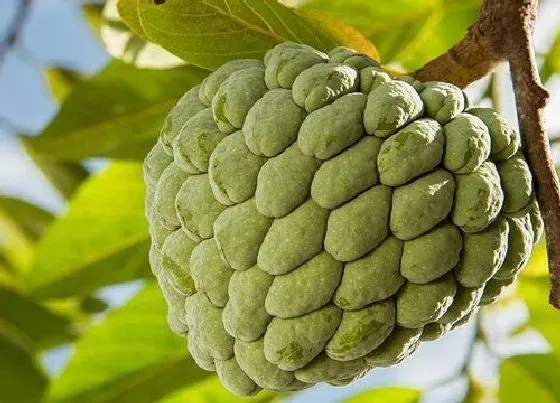 植物修剪|番荔枝什么时候剪枝合适