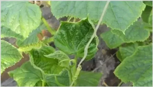 黄瓜缺钙原因及补钙要点 | 种植施肥