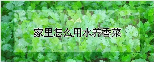 家里怎么用水养香菜 | 农业科普