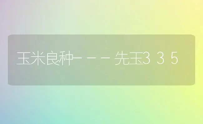玉米良种---先玉335 | 粮油作物种植