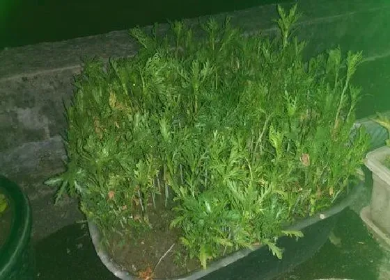 植物百科|皇帝菜又叫什么名字