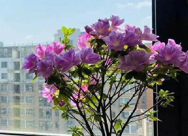 植物浇水|剩茶水适合浇什么花