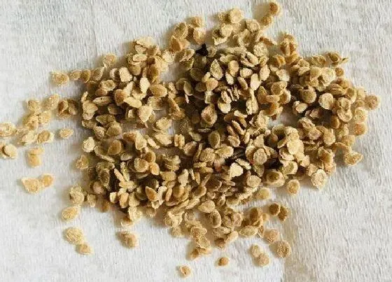 植物播种|番茄什么时候播种合适