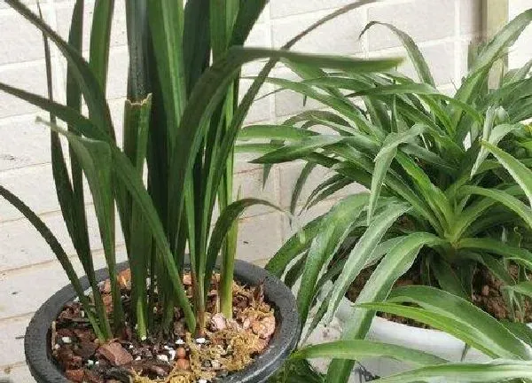 植物移栽|墨兰什么时候换盆好