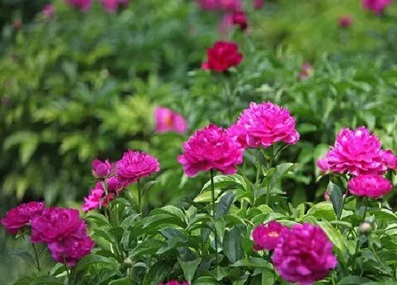 植物施肥|重楼幼苗用什么肥料好