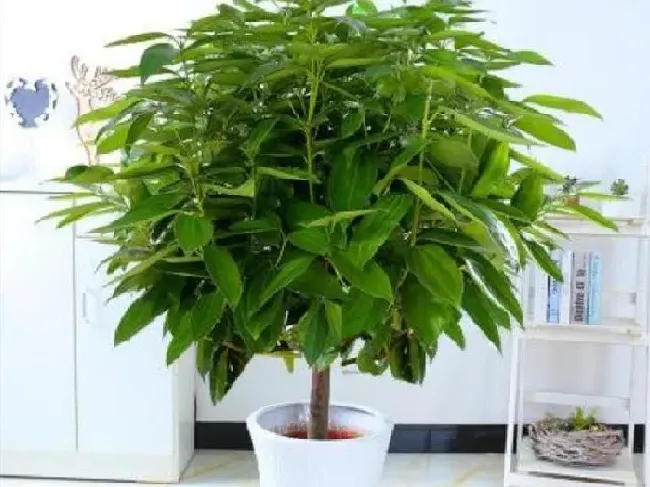 养殖方法|家中绿植怎样养长得快旺盛（室内怎样才能养出好的绿植）