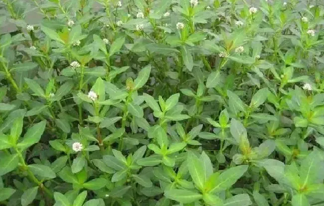 喷药|田地里水花生怎么能除尽根治（水花生草用什么方法烂根）