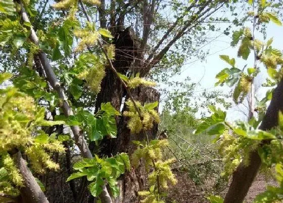 植物种类|鬼树是什么树 生长在什么地方