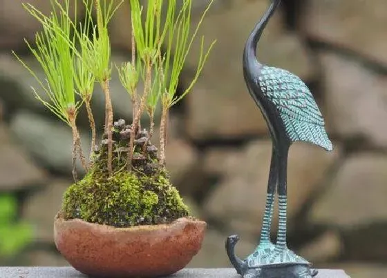 植物种类|黑松是国家保护植物吗