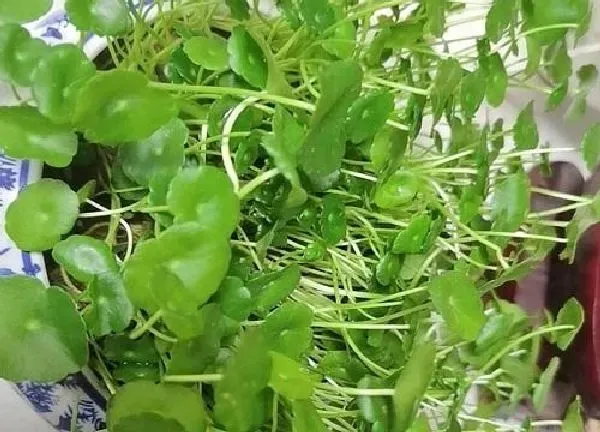 养殖方法|金钱草怎么水养 水养方法和注意事项