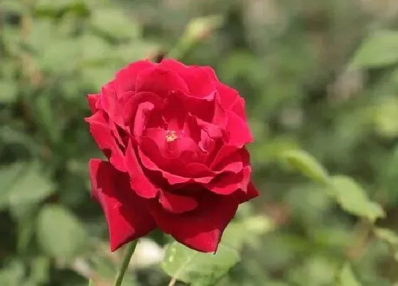 花语|红色月季花代表什么意思
