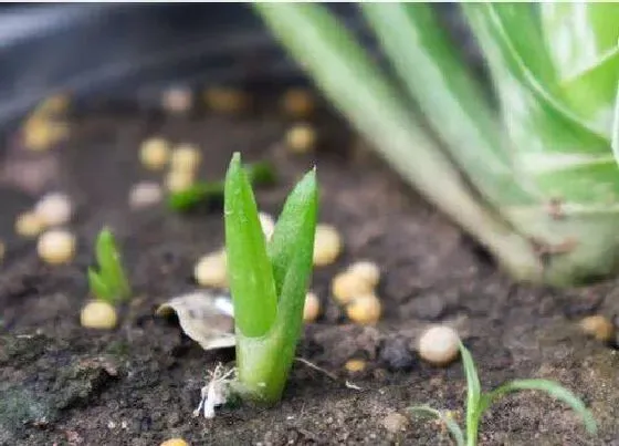 植物种类|芦荟是植物吗 属于多年生常绿植物