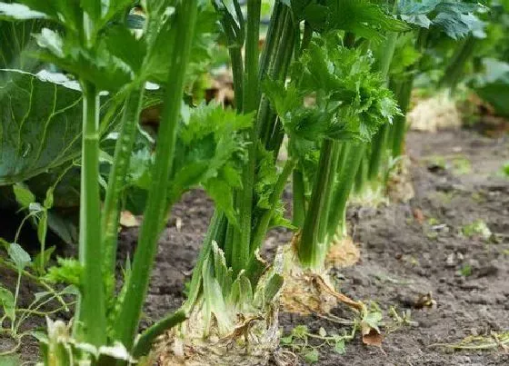 种植管理|芹菜的生长期是多少天 芹菜种植周期要多久能成熟