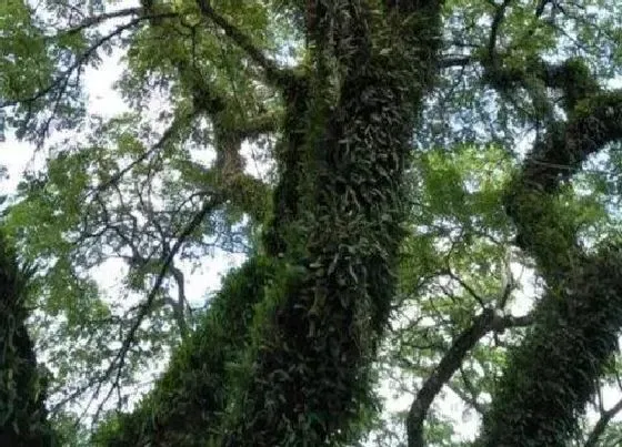 植物种类|毛毛树是什么树 属于落叶乔木类植物