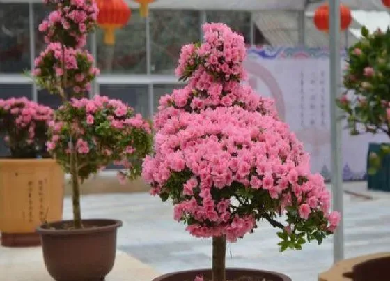 种植位置|杜鹃花可以种在院子里吗