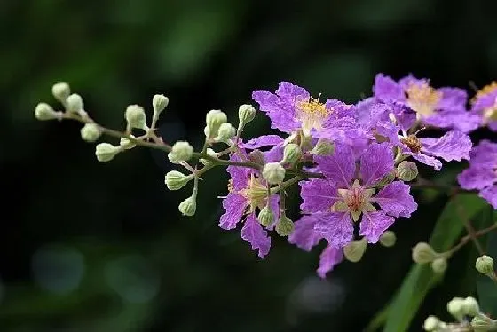 开花时间|紫薇花几月份开花