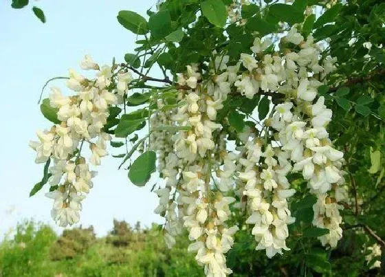 植物百科|国槐树开花吗 开花什么样子