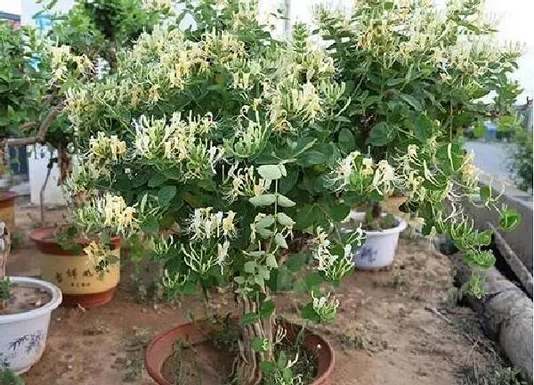盆景|金银花盆景怎么养护方法