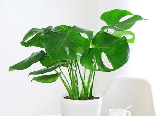 植物百科|龟背竹对人身体有害吗
