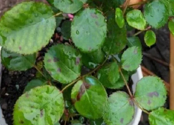 植物病害|月季炭疽病发病原因及治疗方法