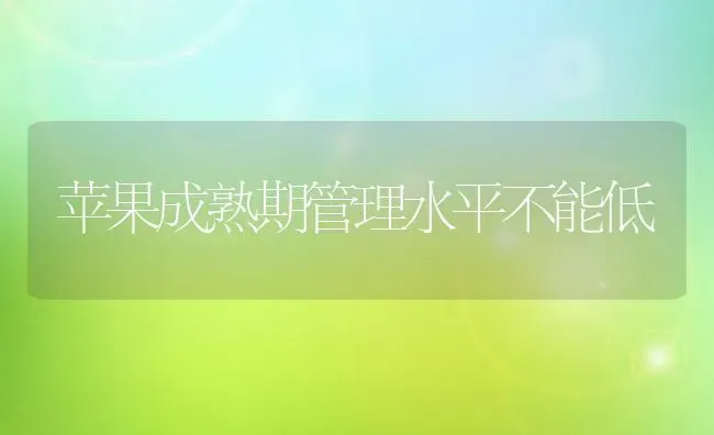 苹果成熟期管理水平不能低 | 瓜果种植