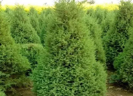 种植位置|松柏可以种在院子里吗